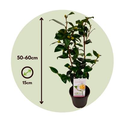 Florastore Japanische Rose - 2 Stk - Camellia Japonica 'Brush Field' - Höhe 50-60Cm - ⌀15Cm