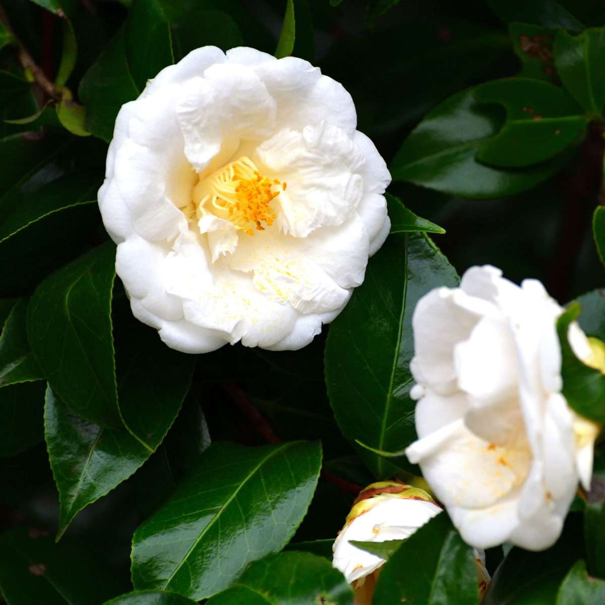 Florastore Japanische Rose - 2 Stk - Camellia Japonica 'Brush Field' - Höhe 50-60Cm - ⌀15Cm