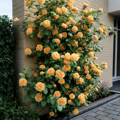 Florastore Japanische Rose - 2 Stk - Camellia Japonica 'Brush Field' - Höhe 50-60Cm - ⌀15Cm