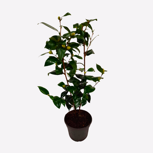 Florastore Japanische Rose - Camellia Japonica 'Brush Field' - Höhe 50-60Cm - ⌀15Cm