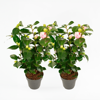 Florastore Japanische Rose - 2 Stk - Camellia Japonica 'Bonomiana' - Höhe 50-60Cm - ⌀15Cm