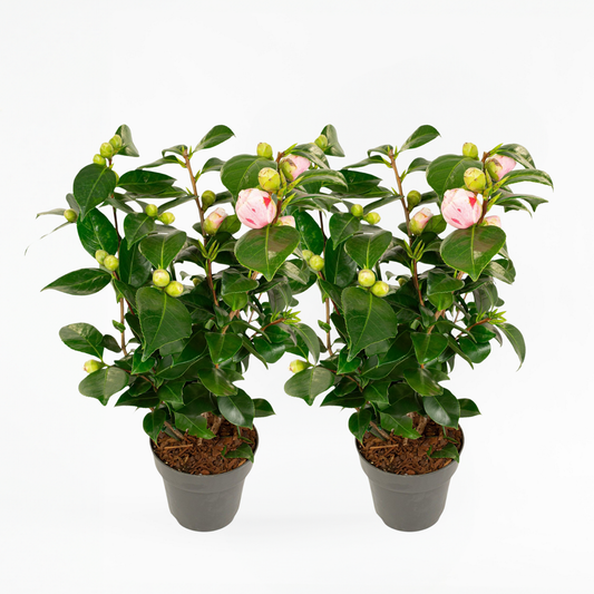 Florastore Japanische Rose - 2 Stk - Camellia Japonica 'Bonomiana' - Höhe 50-60Cm - ⌀15Cm