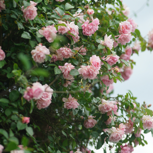 Florastore Japanische Rose - 2 Stk - Camellia Japonica 'Bonomiana' - Höhe 50-60Cm - ⌀15Cm