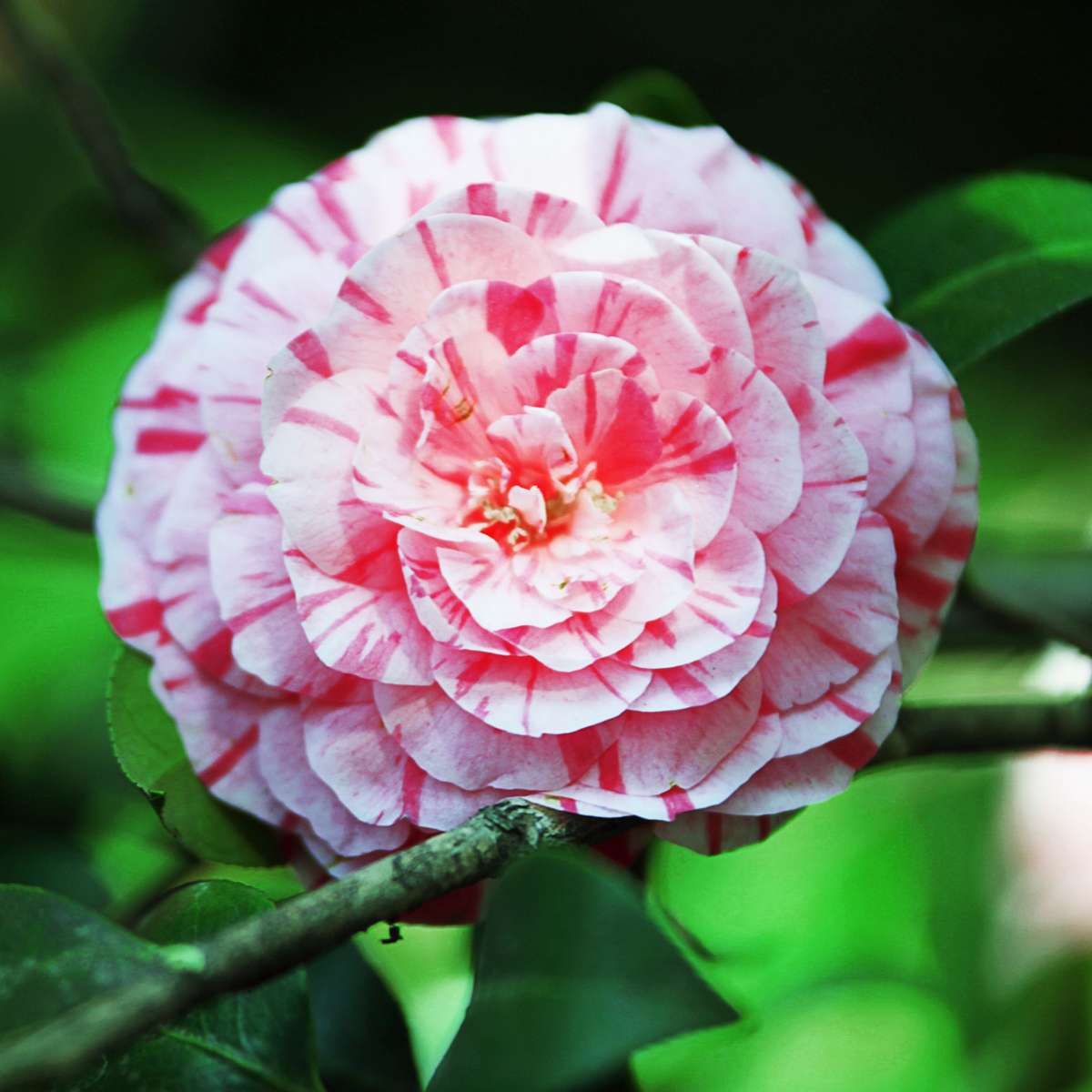 Florastore Japanische Rose - 2 Stk - Camellia Japonica 'Bonomiana' - Höhe 50-60Cm - ⌀15Cm
