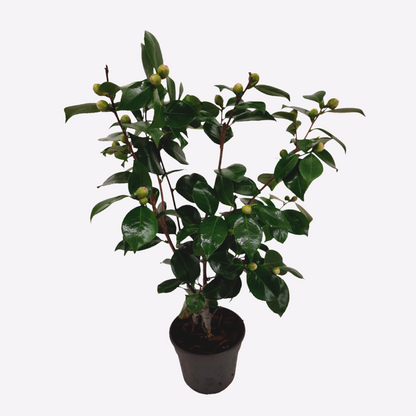 Florastore Japanische Rose - Camellia Japonica 'Bonomiana' - Höhe 50-60Cm - ⌀15Cm