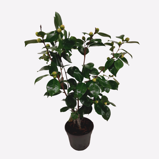 Florastore Japanische Rose - Camellia Japonica 'Bonomiana' - Höhe 50-60Cm - ⌀15Cm