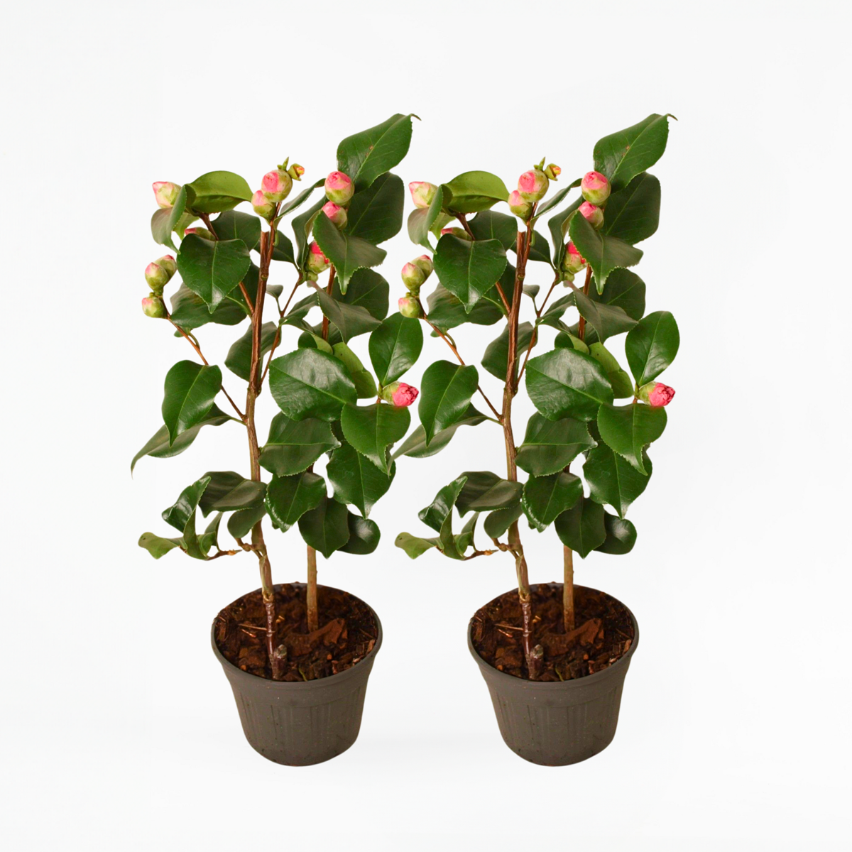 Florastore Japanische Rose - 2 Stk - Camellia Japonica 'Dr. King' - Höhe 50-60Cm - ⌀15Cm