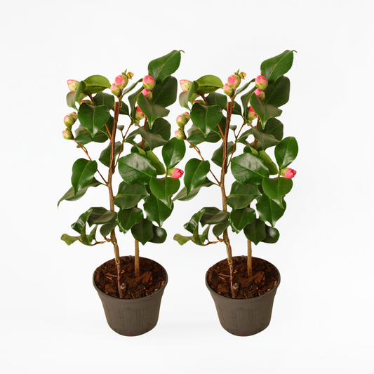 Florastore Japanische Rose - 2 Stk - Camellia Japonica 'Dr. King' - Höhe 50-60Cm - ⌀15Cm