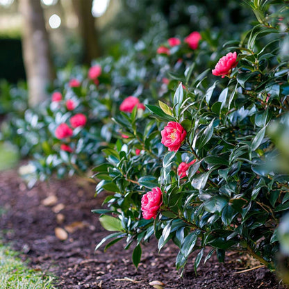 Florastore Japanische Rose - 2 Stk - Camellia Japonica 'Dr. King' - Höhe 50-60Cm - ⌀15Cm