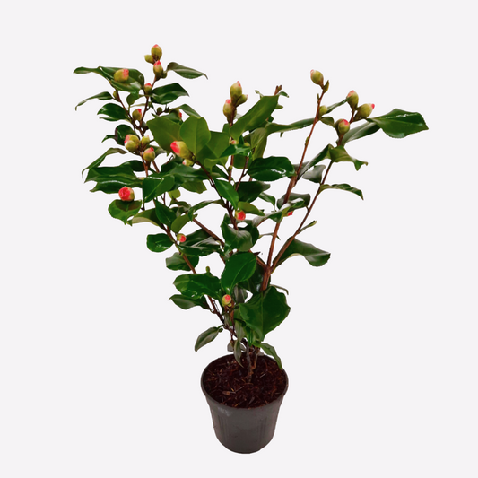 Florastore Japanische Rose - Camellia Japonica 'Dr. King' - Höhe 50-60Cm - ⌀15Cm