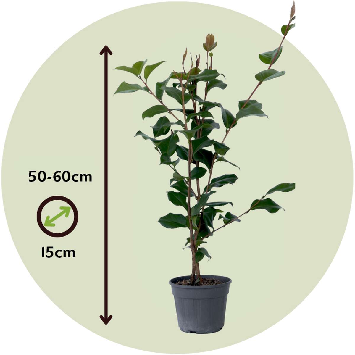Florastore Japanische Rose - Camellia Japonica 'Dr. King' - Höhe 50-60Cm - ⌀15Cm
