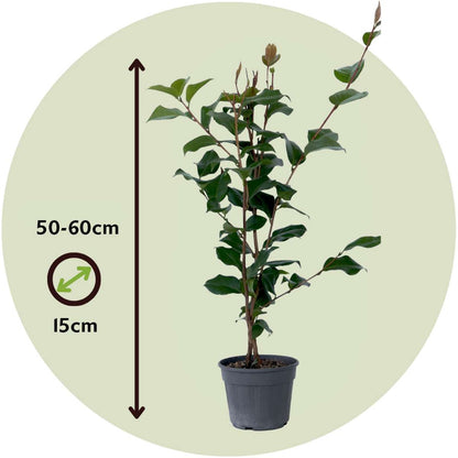 Florastore Japanische Rose - Camellia Japonica 'Dr. King' - Höhe 50-60Cm - ⌀15Cm