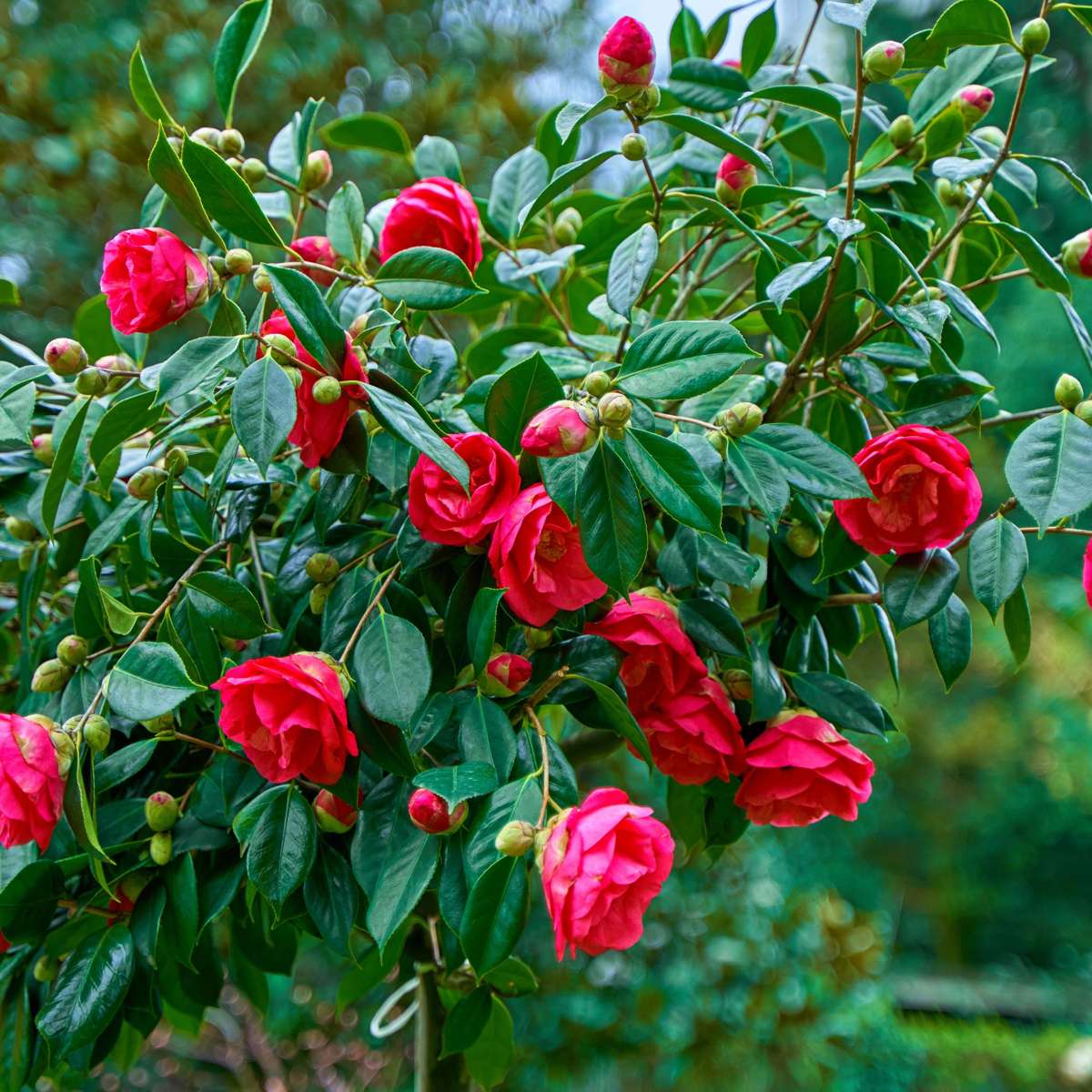 Florastore Japanische Rose - Camellia Japonica 'Dr. King' - Höhe 50-60Cm - ⌀15Cm