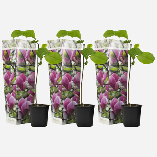 Florastore Magnolie - 3 Stk - Magnolia 'Susan' - Höhe 25-40Cm - ⌀9Cm
