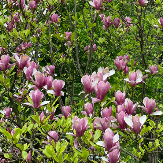 Florastore Magnolie - 3 Stk - Magnolia 'Susan' - Höhe 25-40Cm - ⌀9Cm