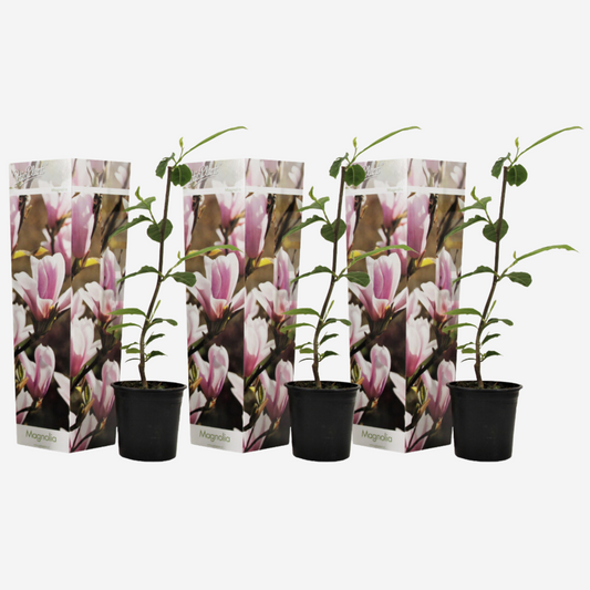 Florastore Magnolie - 3 Stk - Magnolia 'Soulangea' - Höhe 25-40Cm - ⌀9Cm