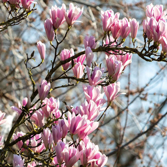 Florastore Magnolie - 3 Stk - Magnolia 'Soulangea' - Höhe 25-40Cm - ⌀9Cm