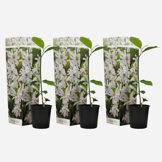 Florastore Magnolie - 3 Stk - Magnolia 'Stellata' - Höhe 25-40Cm - ⌀9Cm