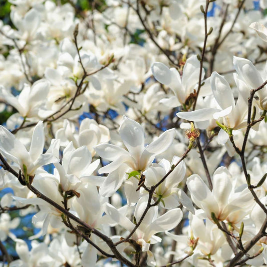 Florastore Magnolie - 3 Stk - Magnolia 'Stellata' - Höhe 25-40Cm - ⌀9Cm