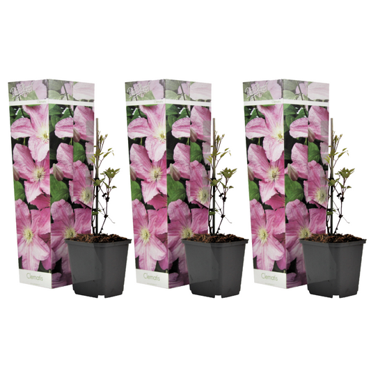 Florastore Klematis - 3 Stk - Clematis 'Hagley Hybrid' - Höhe 25-40Cm - ⌀9Cm