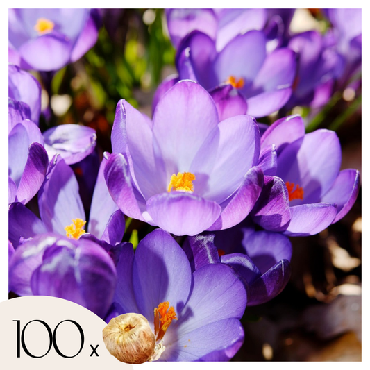 Florastore Krokuszwiebeln - 100 Stk - Crocus 'Ruby Giant' - Blumenzwiebeln - Lila