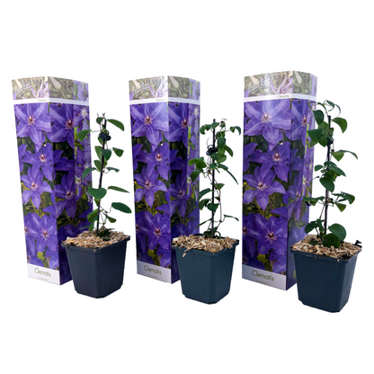 Florastore Klematis - 3 Stk - Clematis 'The President' - Höhe 25-40Cm - ⌀9Cm