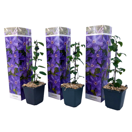Florastore Klematis - 3 Stk - Clematis 'The President' - Höhe 25-40Cm - ⌀9Cm