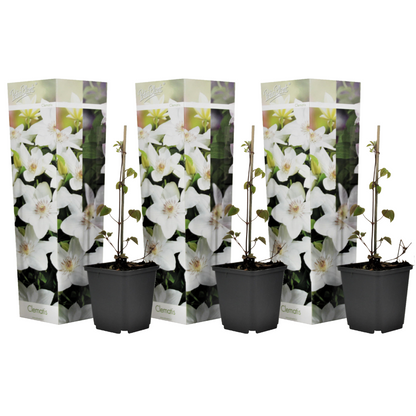 Florastore Klematis - 3 Stk - Clematis Hybrid 'Mme Le Coultre' - Höhe 25-40Cm - ⌀9Cm