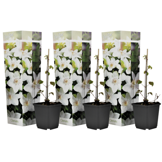 Florastore Klematis - 3 Stk - Clematis Hybrid 'Mme Le Coultre' - Höhe 25-40Cm - ⌀9Cm