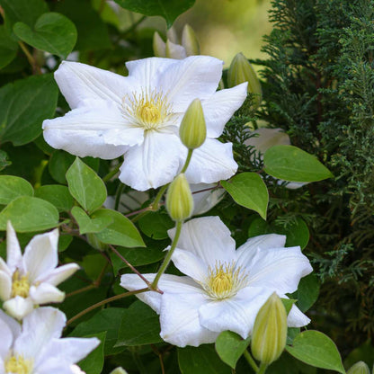Florastore Klematis - 3 Stk - Clematis Hybrid 'Mme Le Coultre' - Höhe 25-40Cm - ⌀9Cm
