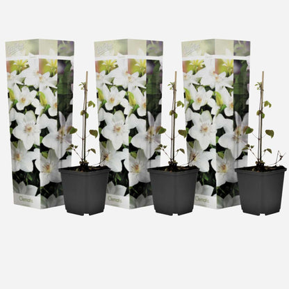 Florastore Klematis - 3 Stk - Clematis Hybrid 'Mme Le Coultre' - Höhe 25-40Cm - ⌀9Cm