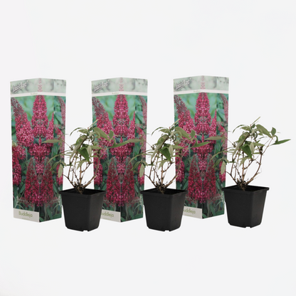 Florastore Schmetterlingsfliedern - 3 Stk - Buddleja 'Pink Delight' - Höhe 25-40Cm - ⌀9Cm