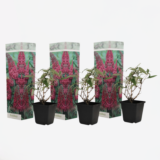 Florastore Schmetterlingsfliedern - 3 Stk - Buddleja 'Pink Delight' - Höhe 25-40Cm - ⌀9Cm