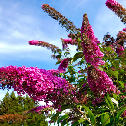 Florastore Schmetterlingsfliedern - 3 Stk - Buddleja 'Pink Delight' - Höhe 25-40Cm - ⌀9Cm