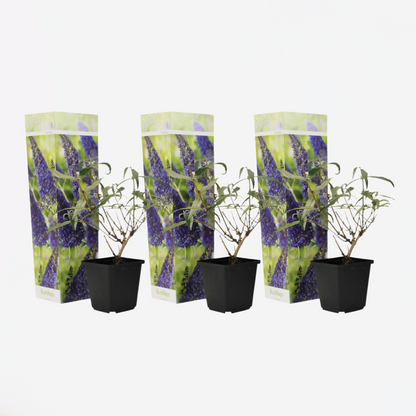 Florastore Schmetterlingsfliedern - 3 Stk - Buddleja 'Nanho Blue' - Höhe 25-40Cm - ⌀9Cm