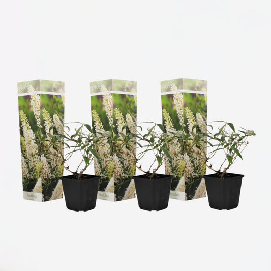 Florastore Schmetterlingsfliedern - 3 Stk - Buddleja Davidii 'White' - Höhe 25-40Cm - ⌀9Cm
