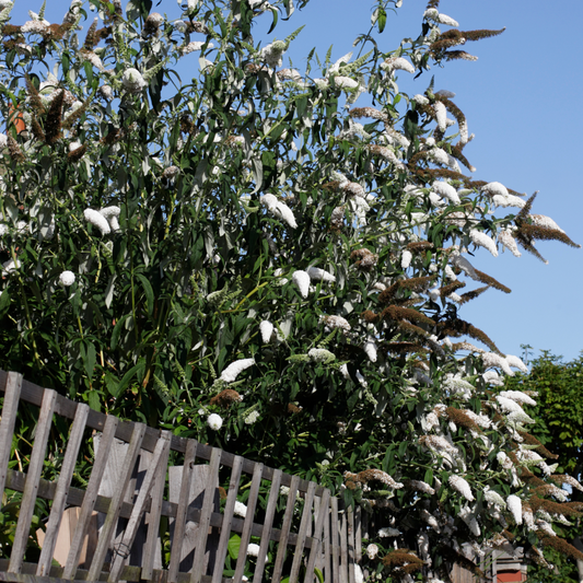 Florastore Schmetterlingsfliedern - 3 Stk - Buddleja Davidii 'White' - Höhe 25-40Cm - ⌀9Cm