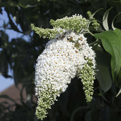 Florastore Schmetterlingsfliedern - 3 Stk - Buddleja Davidii 'White' - Höhe 25-40Cm - ⌀9Cm