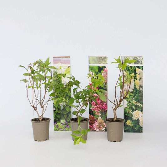 Florastore Hortensie - 6 Stk - Hortensia Paniculata - Höhe 25-35Cm - ⌀9Cm