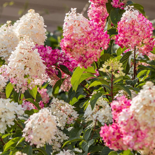 Florastore Hortensie - 6 Stk - Hortensia Paniculata - Höhe 25-35Cm - ⌀9Cm