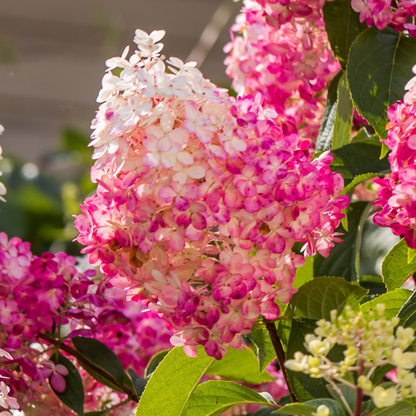 Florastore Hortensie - 6 Stk - Hortensia Paniculata - Höhe 25-35Cm - ⌀9Cm