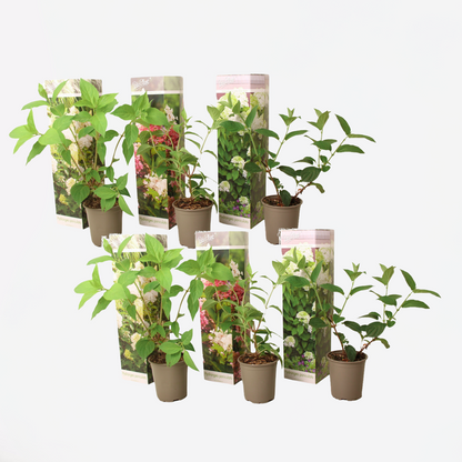 Florastore Hortensie - 6 Stk - Hortensia Paniculata - Höhe 25-35Cm - ⌀9Cm
