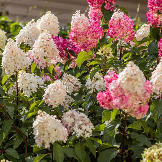 Florastore Hortensie - 3 Stk - Hortensia Paniculata - Höhe 25-35Cm - ⌀9Cm