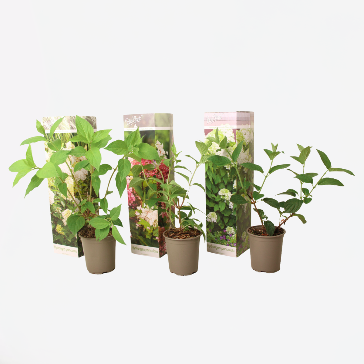 Florastore Hortensie - 3 Stk - Hortensia Paniculata - Höhe 25-35Cm - ⌀9Cm
