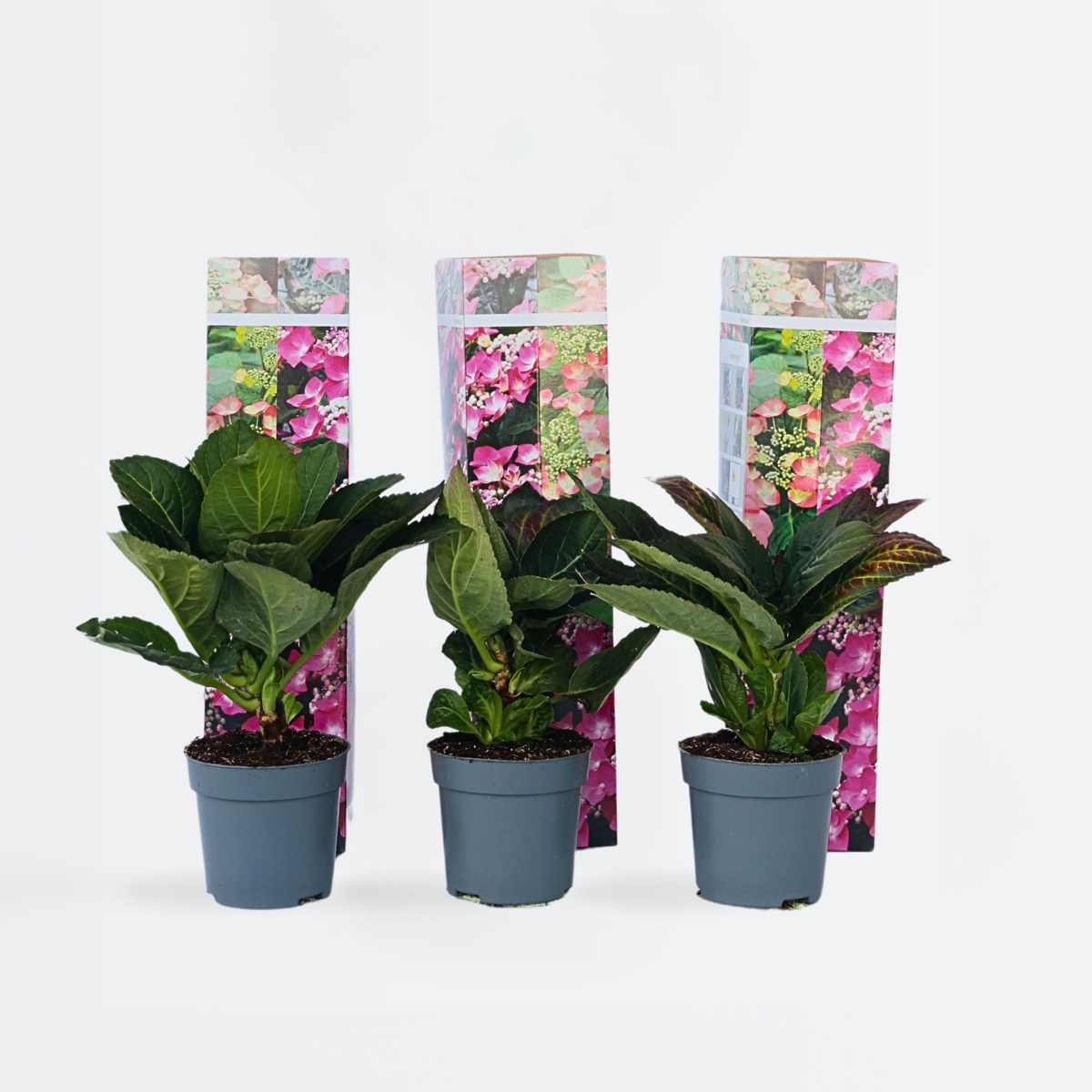 Florastore Hortensie - 6 Stk - Hydrangea Macrophylla 'Red Bull' - Höhe 25-40Cm - ⌀9Cm