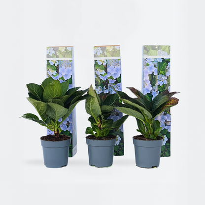 Florastore Hortensie - 6 Stk - Hydrangea Macrophylla Teller 'Nizza' - Höhe 25-40Cm - ⌀9Cm