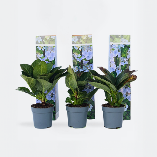 Florastore Hortensie - 6 Stk - Hydrangea Macrophylla Teller 'Nizza' - Höhe 25-40Cm - ⌀9Cm