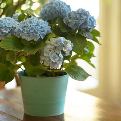 Florastore Hortensie - 6 Stk - Hydrangea Macrophylla Teller 'Nizza' - Höhe 25-40Cm - ⌀9Cm