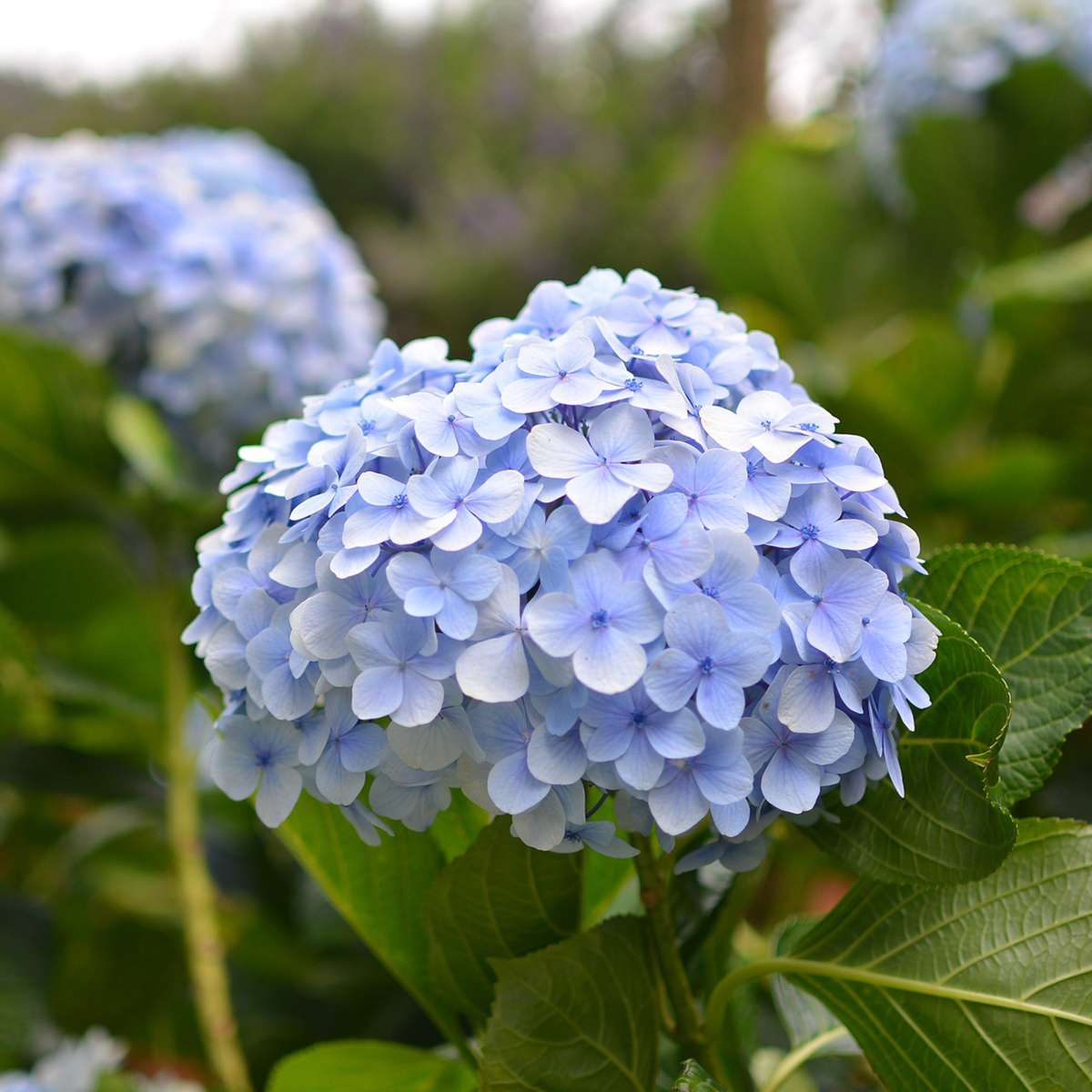 Florastore Hortensie - 6 Stk - Hydrangea Macrophylla Teller 'Nizza' - Höhe 25-40Cm - ⌀9Cm