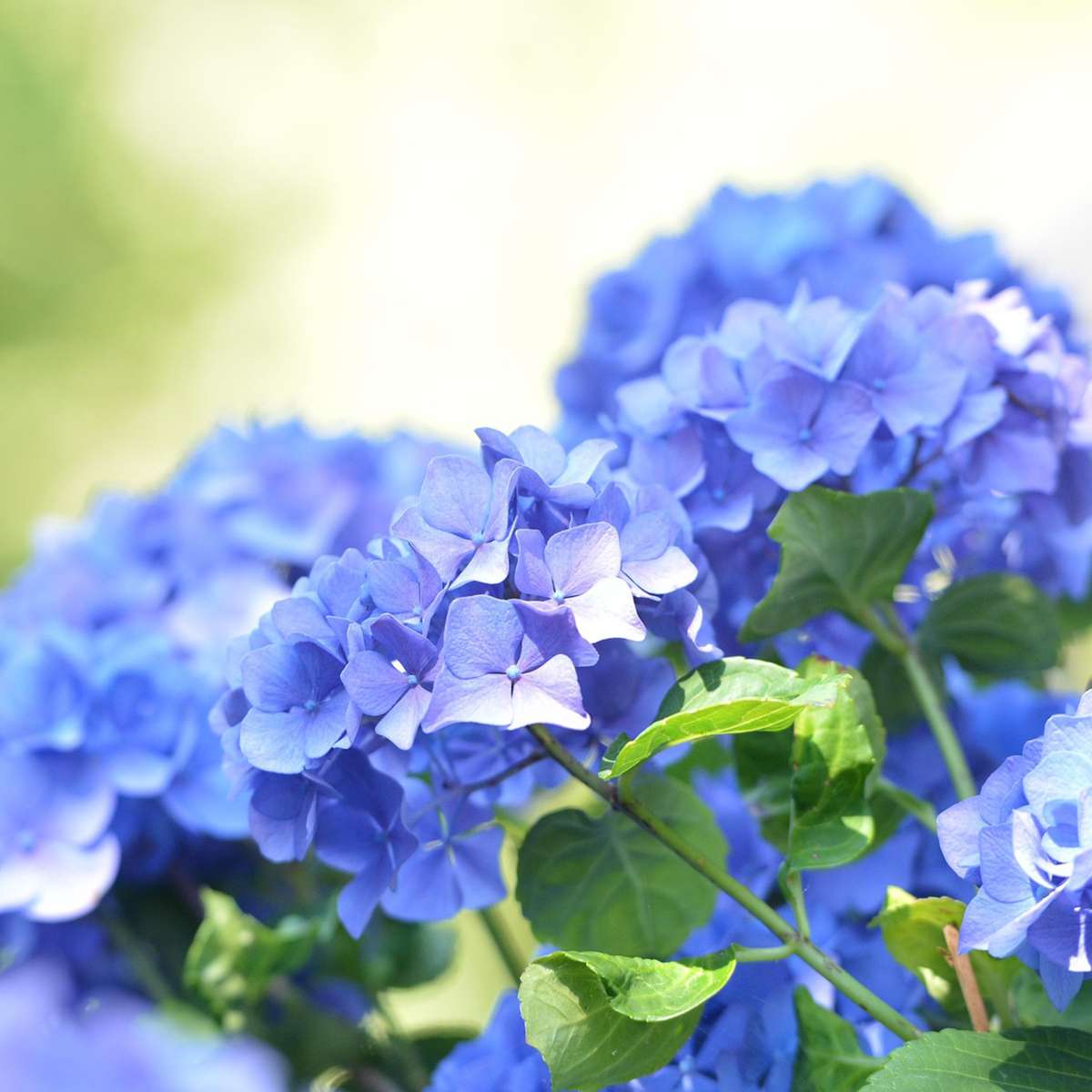 Florastore Hortensie - 6 Stk - Hydrangea Macrophylla Teller 'Nizza' - Höhe 25-40Cm - ⌀9Cm